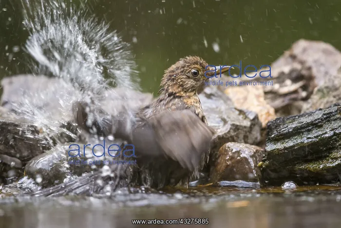  : Adult female Common Blackbird (Turdus merula) b