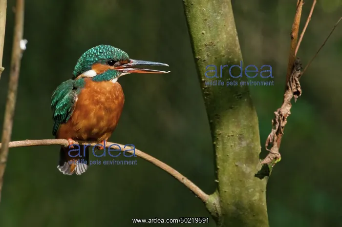 : Adult female of Common Kingfisher resting on branch, Lombardy, Italy : Adult female of Common Kingfisher resting on branch, Lombardy, Italy