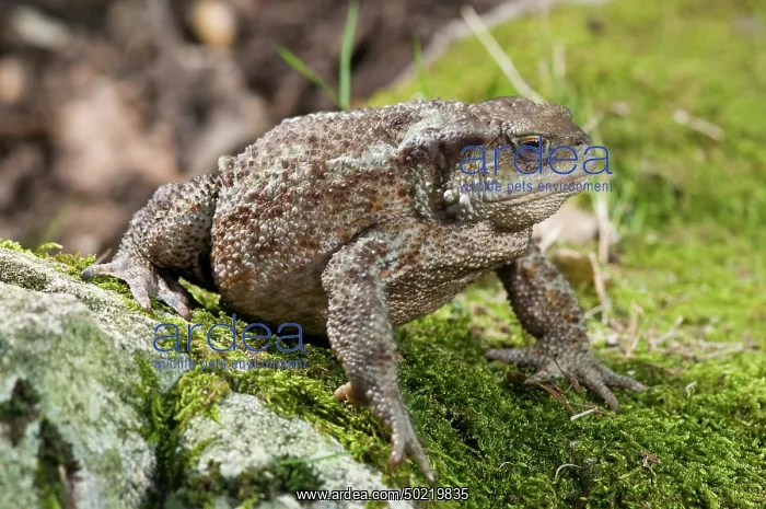 : Adult female of the Common Toad (Bufo bufo) walking on rock covered with moss, Tuscany, Italy : Adult female of the Common Toad (Bufo bufo) walking on rock covered with moss, Tuscany, Italy