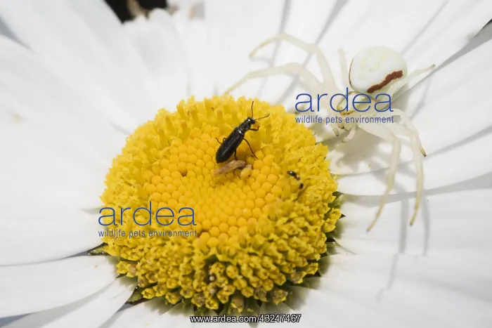 : Adult female of crab spider (Misumena vatia) : Adult female of crab spider (Misumena vatia)