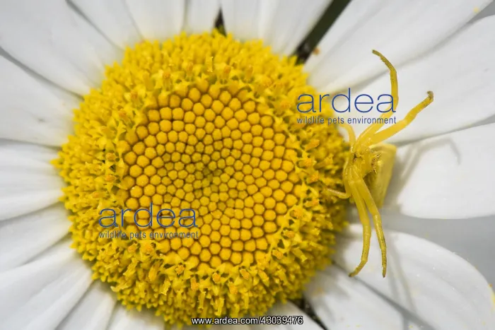 : Adult female of crab spider (Thomisus onustus) : Adult female of crab spider (Thomisus onustus)