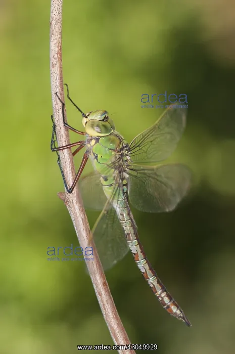  : Adult female of Emperor dragonfly (Anax imperator) resti