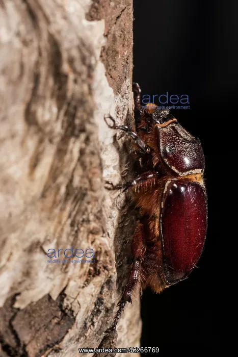 : Adult female of European rhinoceros beetle (Oryctes : Adult female of European rhinoceros beetle (Oryctes