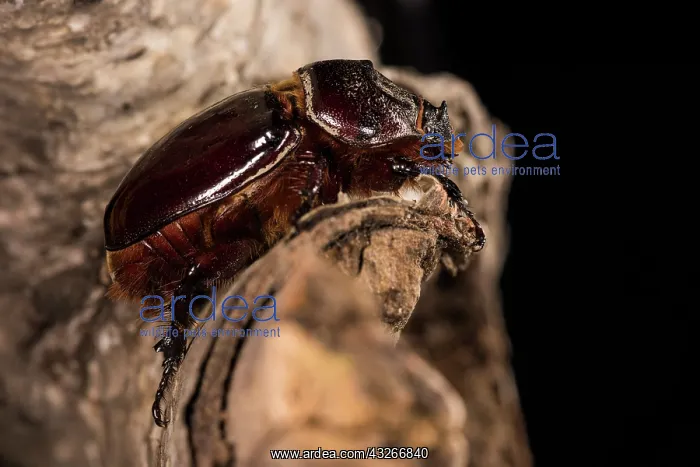 : Adult female of European rhinoceros beetle (Oryctes : Adult female of European rhinoceros beetle (Oryctes