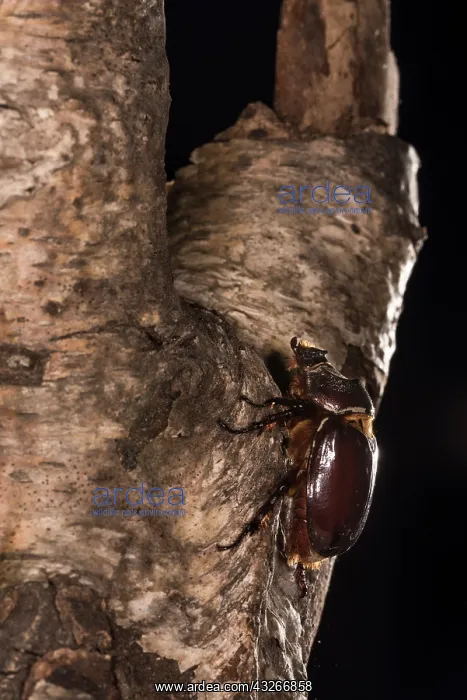 : Adult female of European rhinoceros beetle (Oryctes : Adult female of European rhinoceros beetle (Oryctes