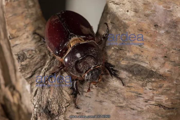 : Adult female of European rhinoceros beetle (Oryctes : Adult female of European rhinoceros beetle (Oryctes