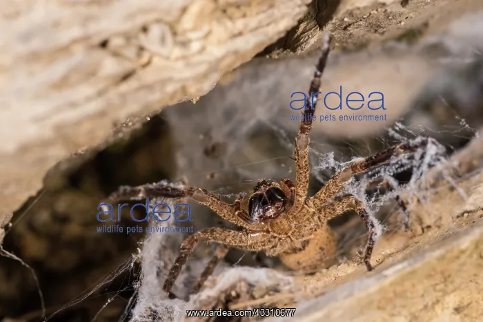 : Adult female of false lycosa (Zoropsis spinimana) : Adult female of false lycosa (Zoropsis spinimana)