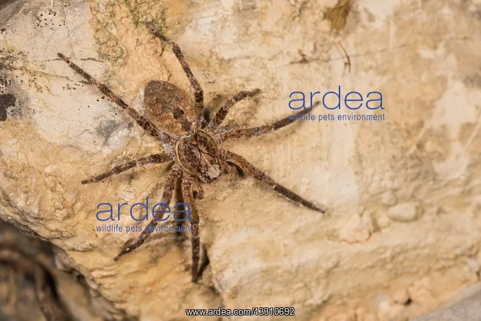 : Adult female of false lycosa (Zoropsis spinimana) : Adult female of false lycosa (Zoropsis spinimana)