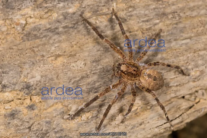  : Adult female of false lycosa (Zoropsis spinimana)