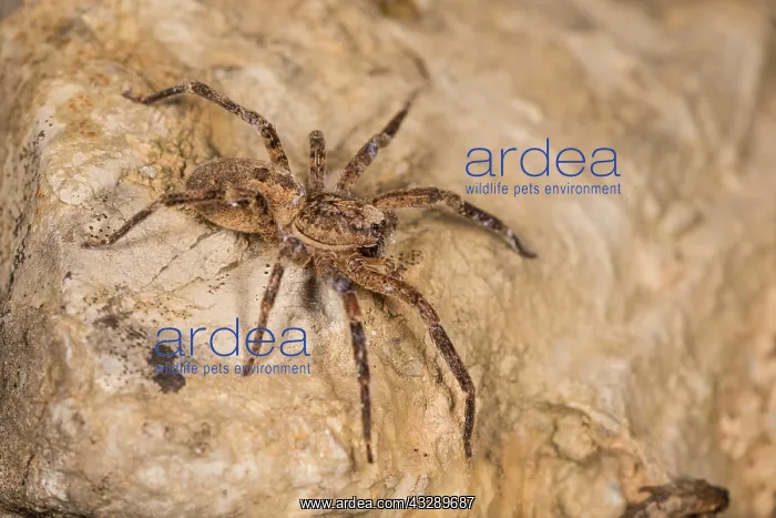 : Adult female of false lycosa (Zoropsis spinimana) descending : Adult female of false lycosa (Zoropsis spinimana) descending