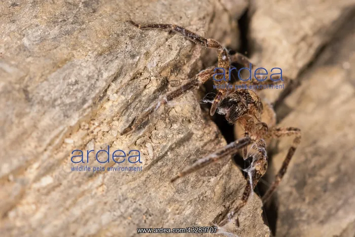 : Adult female of false lycosa (Zoropsis spinimana) emerges fr : Adult female of false lycosa (Zoropsis spinimana) emerges fr