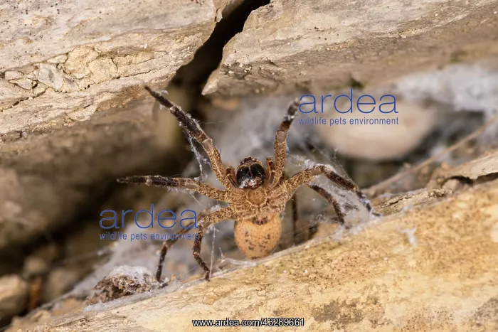 : Adult female of false lycosa (Zoropsis spinimana) in threate : Adult female of false lycosa (Zoropsis spinimana) in threate