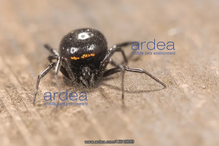 : Adult female of false widow spider (Steatoda paykulliana : Adult female of false widow spider (Steatoda paykulliana