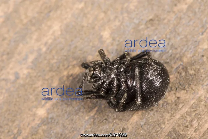 : Adult female of false widow spider (Steatoda paykulliana : Adult female of false widow spider (Steatoda paykulliana