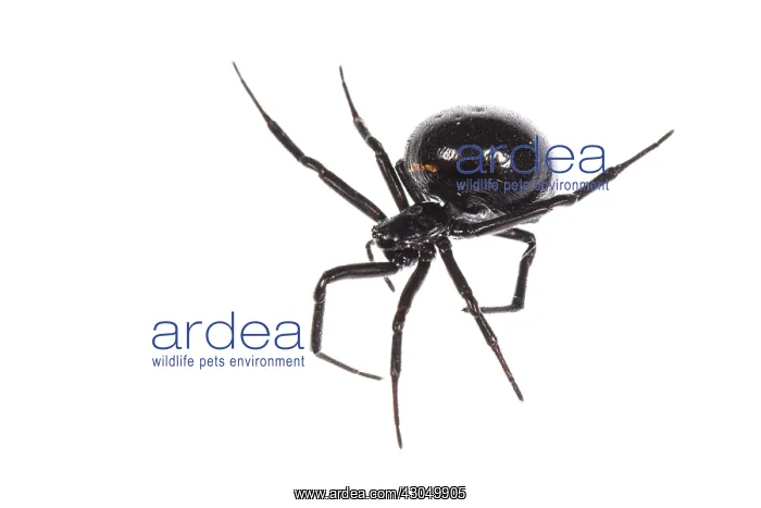 : Adult female of false widow spider (Steatoda paykulliana : Adult female of false widow spider (Steatoda paykulliana