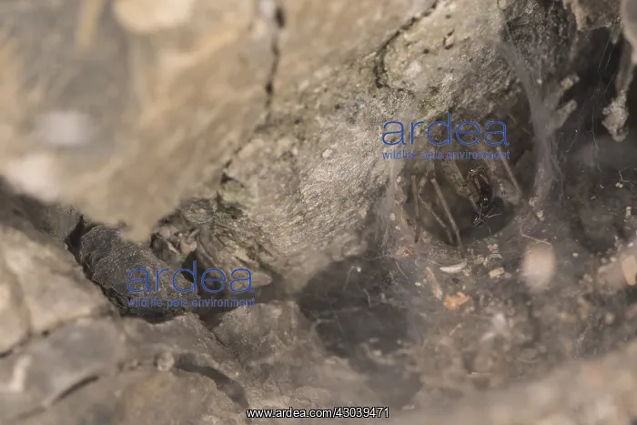 : Adult female of funnel-web weaver (Tegenaria : Adult female of funnel-web weaver (Tegenaria
