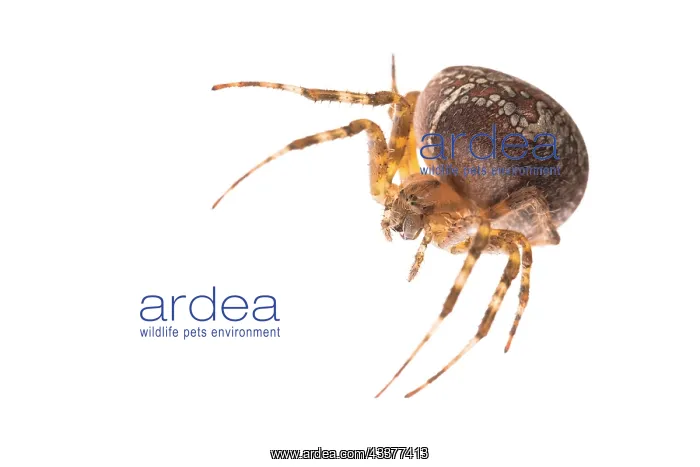 : Adult female of garden spider (Araneus diadematus) : Adult female of garden spider (Araneus diadematus)