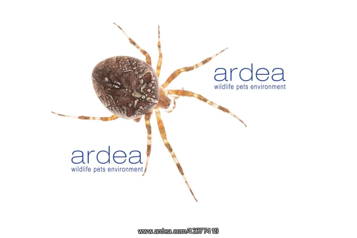 : Adult female of garden spider (Araneus diadematus) : Adult female of garden spider (Araneus diadematus)