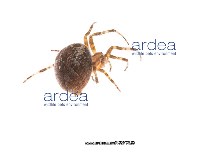  : Adult female of garden spider (Araneus diadematus)