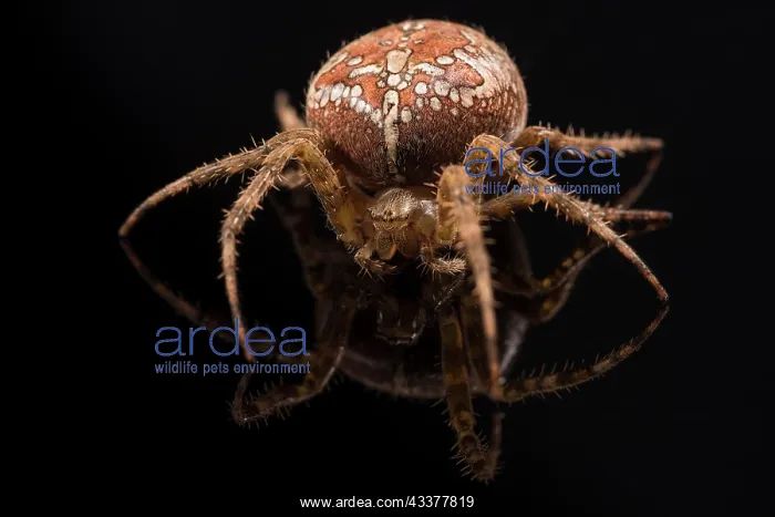 : Adult female of garden spider (Araneus diadematus) : Adult female of garden spider (Araneus diadematus)