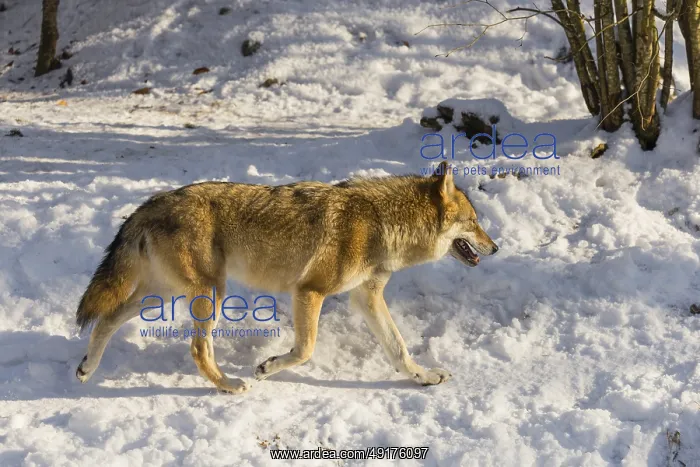 : An adult female grey wolf (Canis lupus lupus) walks across the snowy forest floor on a cold : An adult female grey wolf (Canis lupus lupus) walks across the snowy forest floor on a cold