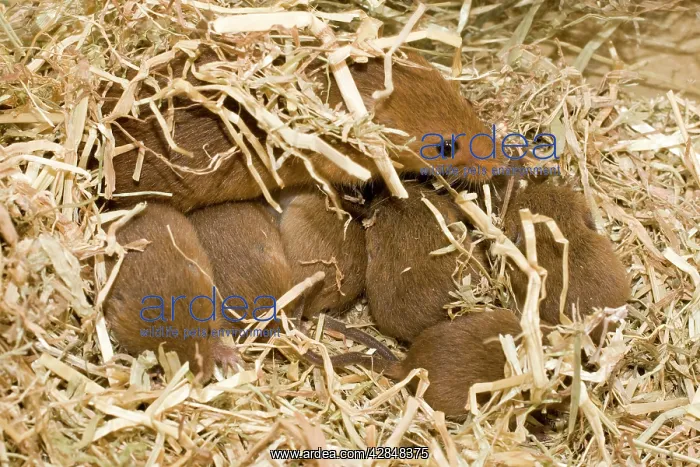 : Adult female Harvest Mouse with ten-day old young in nest : Adult female Harvest Mouse with ten-day old young in nest