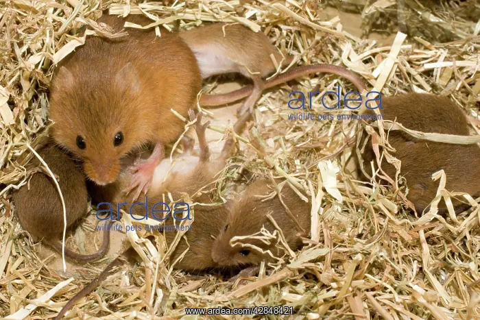 : Adult female Harvest Mouse with ten-day old young in nest : Adult female Harvest Mouse with ten-day old young in nest