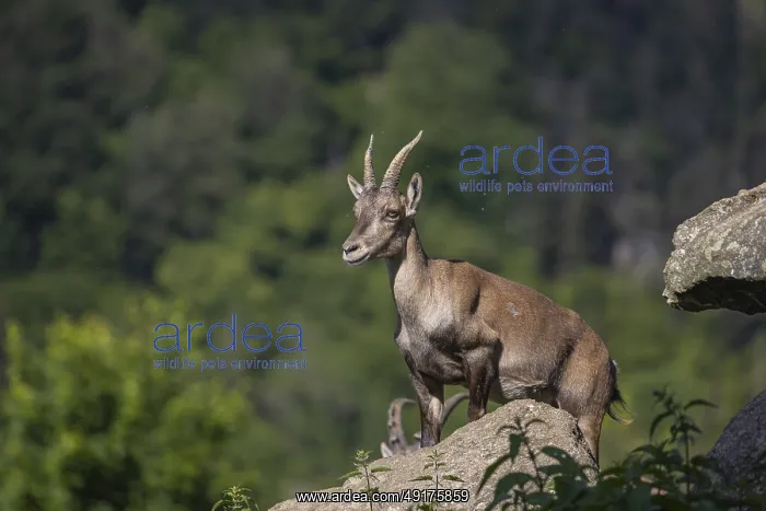 : One adult female ibex (Capra ibex) standing on a rock : One adult female ibex (Capra ibex) standing on a rock
