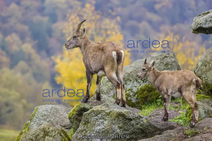 : An adult female ibex (Capra ibex) stands on a rock with one of her young : An adult female ibex (Capra ibex) stands on a rock with one of her young