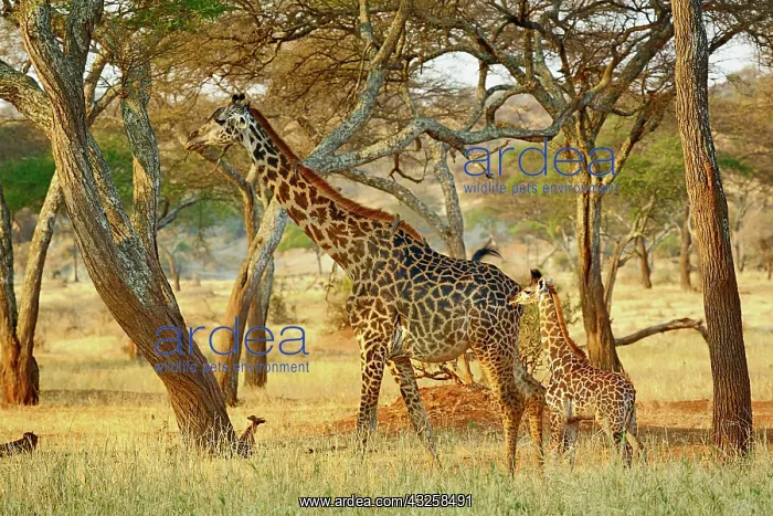 : Adult female and juvenile Giraffe, Giraffa : Adult female and juvenile Giraffe, Giraffa