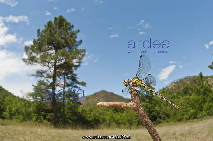 : Adult female of large pincertail (Onychogomphus : Adult female of large pincertail (Onychogomphus