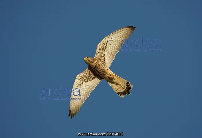 : Adult female Lesser Kestrel In flight : Adult female Lesser Kestrel In flight