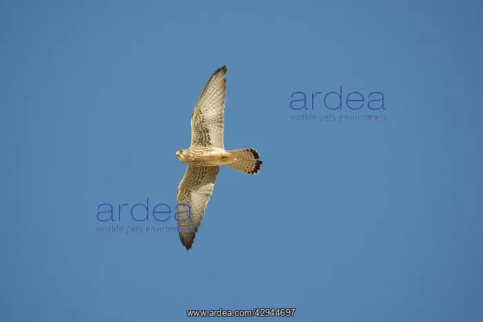 : Adult female Lesser Kestrel In flight : Adult female Lesser Kestrel In flight