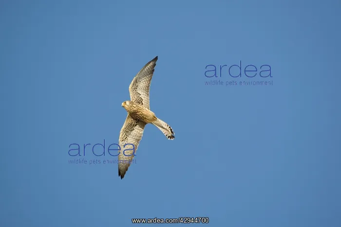: Adult female Lesser Kestrel In flight : Adult female Lesser Kestrel In flight
