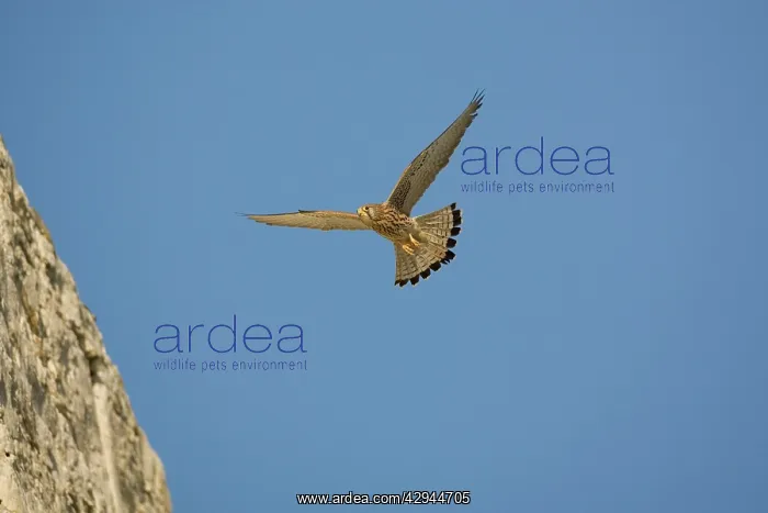 : Adult female Lesser Kestrel In flight : Adult female Lesser Kestrel In flight