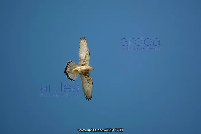 : Adult female Lesser Kestrel In flight : Adult female Lesser Kestrel In flight