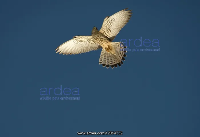 : Adult female Lesser Kestrel In flight : Adult female Lesser Kestrel In flight