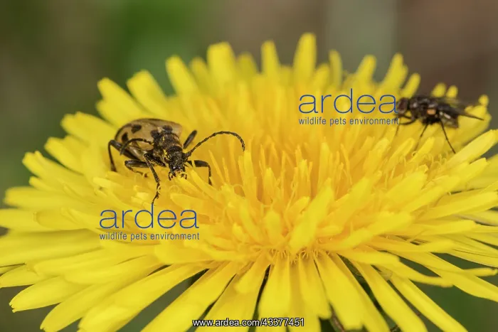 : Adult female of long horn beetle (Brachyta interrogationis) : Adult female of long horn beetle (Brachyta interrogationis)