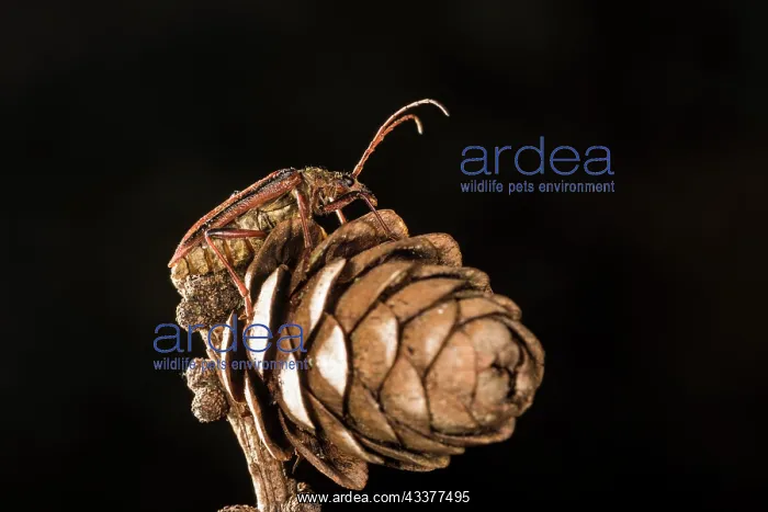 : Adult female of long horn beetle (Oxymirus cursor) : Adult female of long horn beetle (Oxymirus cursor)
