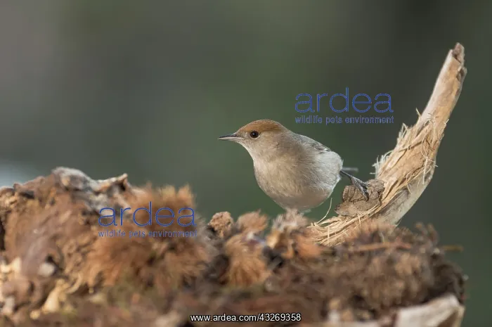 : Adult female of of Eurasian blackcap (Sylvia atricapilla) : Adult female of of Eurasian blackcap (Sylvia atricapilla)