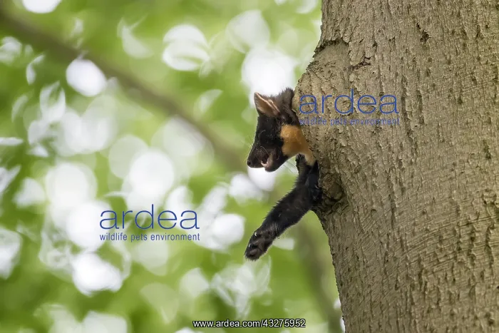: Adult female Pine Marten (Martes martes) adult : Adult female Pine Marten (Martes martes) adult