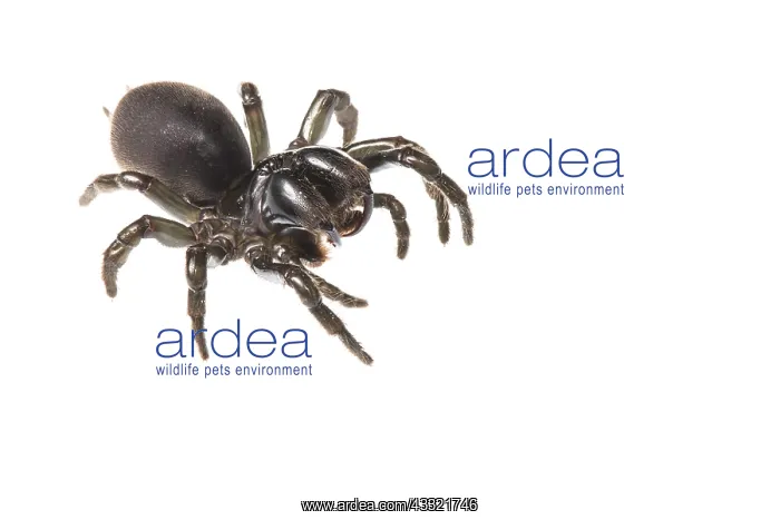 : Adult female of purseweb spider (Atypus affinis) : Adult female of purseweb spider (Atypus affinis)
