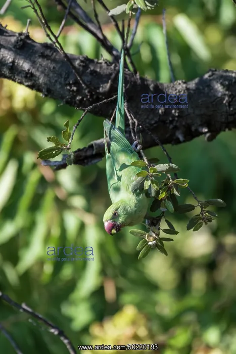 : Adult female of rose-ringed parakeet (Psittacula krameri) eating acorn from Quercus sp. tree, Liguria, Italy : Adult female of rose-ringed parakeet (Psittacula krameri) eating acorn from Quercus sp. tree, Liguria, Italy
