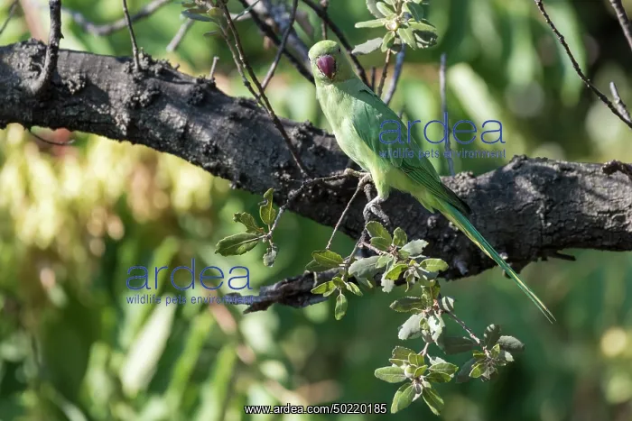 : Adult female of rose-ringed parakeet (Psittacula krameri) resting on branch of Quercus sp. tree, Liguria, Italy : Adult female of rose-ringed parakeet (Psittacula krameri) resting on branch of Quercus sp. tree, Liguria, Italy
