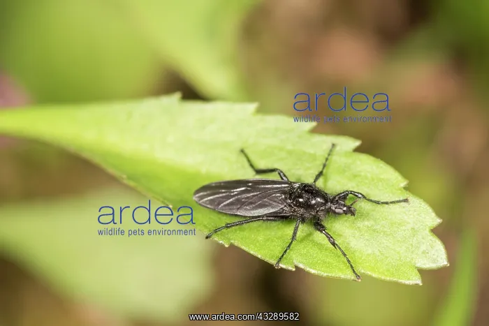 : Adult female of St. Marks fly (Bibio marci) resting on gree : Adult female of St. Marks fly (Bibio marci) resting on gree