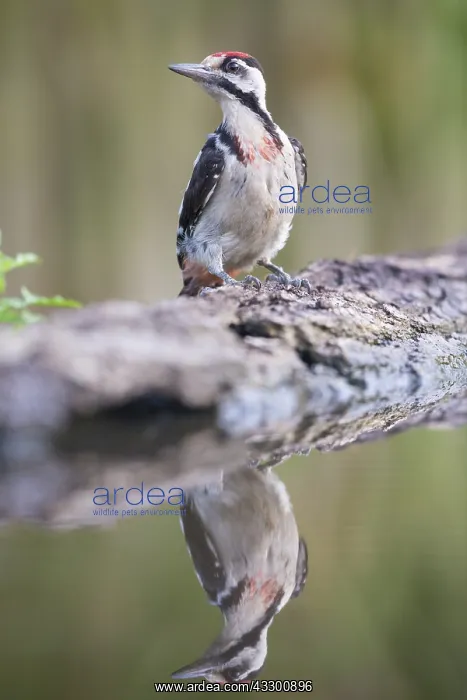 : Adult female Syrian Woodpecker (Dendrocopos syr : Adult female Syrian Woodpecker (Dendrocopos syr