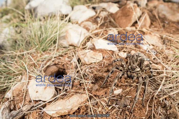: Adult female of Tarantula wolf spider (LYcosa tarantula) : Adult female of Tarantula wolf spider (LYcosa tarantula)