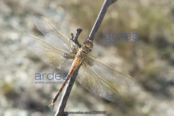 : Adult female of vagrant emperor (Anax ephippiger) : Adult female of vagrant emperor (Anax ephippiger)