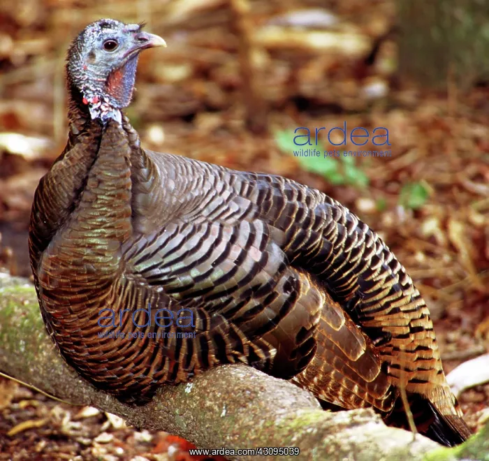: Adult Female Wild Turkey : Adult Female Wild Turkey
