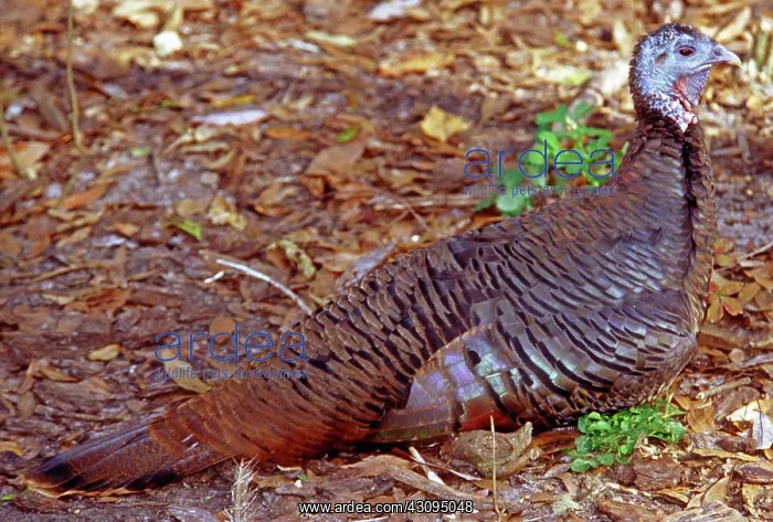 : Adult Female Wild Turkey : Adult Female Wild Turkey